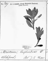 Endophyllum euphorbiae-sylvaticae image